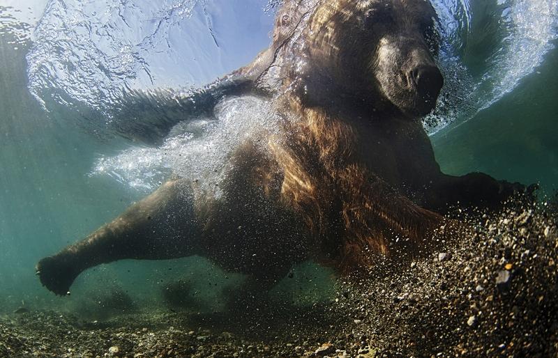 Камчатцам расскажут о подводной фотосъемке диких животных